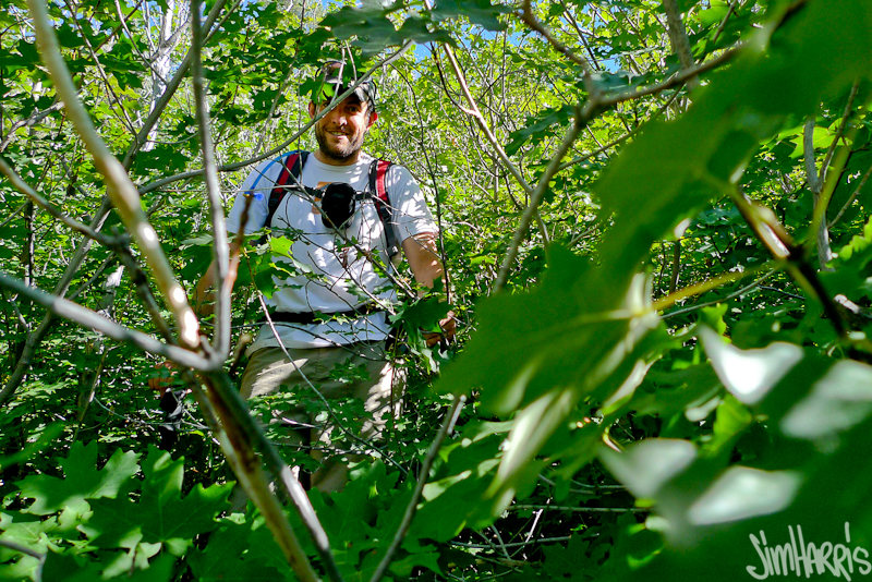 That beard really helps him blend with the foliage That beard really helps him blend with the foliage
