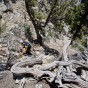 Scrambling down
