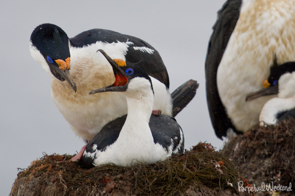JHarris_Antarctica-17