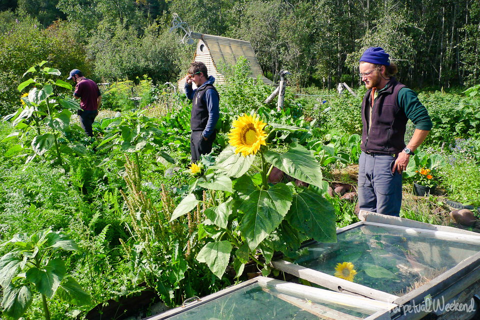 chitina alaska produce, big garden