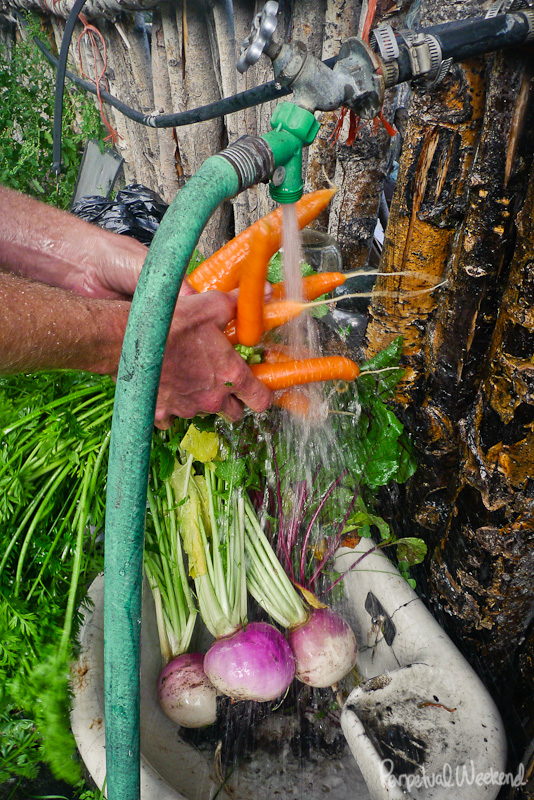 alaska produce farming, subsistance, garden, carrots, turnips