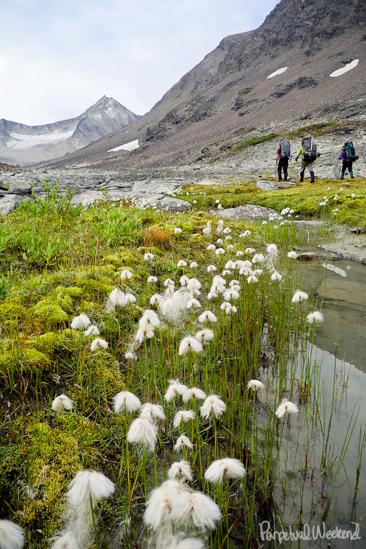 cotton grass tundra in alaska